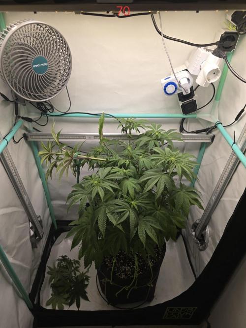 Citrus slurp. Week 10