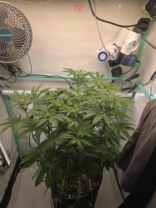 Citrus slurp. Week 11