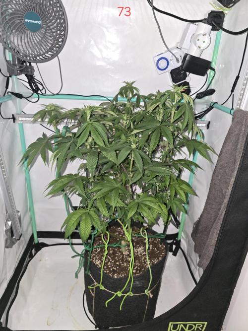 Citrus slurp. Week 11