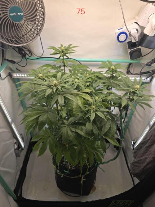 Citrus slurp. Week 11