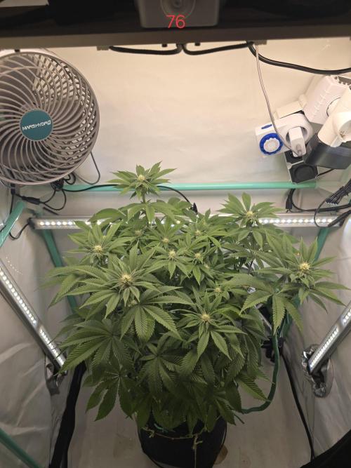 Citrus slurp. Week 11