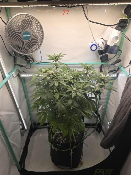 Citrus slurp. Week 11