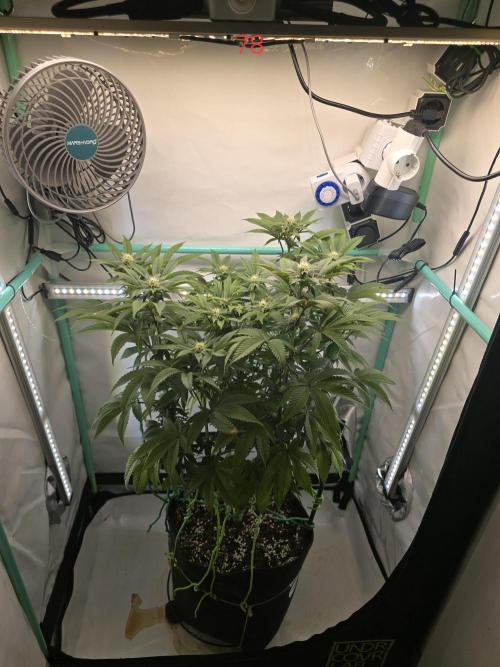 Citrus slurp. Week 12