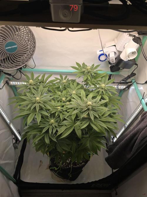 Citrus slurp. Week 12