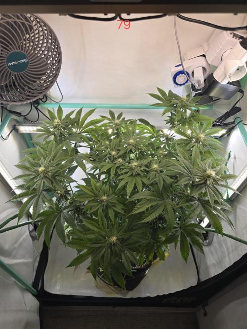 Citrus slurp. Week 12