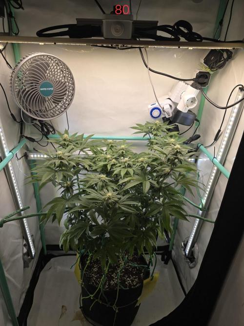 Citrus slurp. Week 12