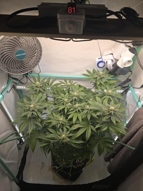 Citrus slurp. Week 12