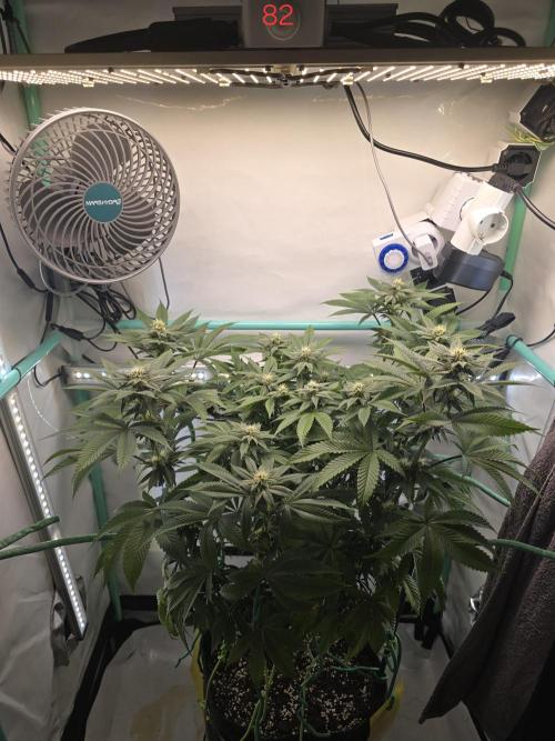Citrus slurp. Week 12
