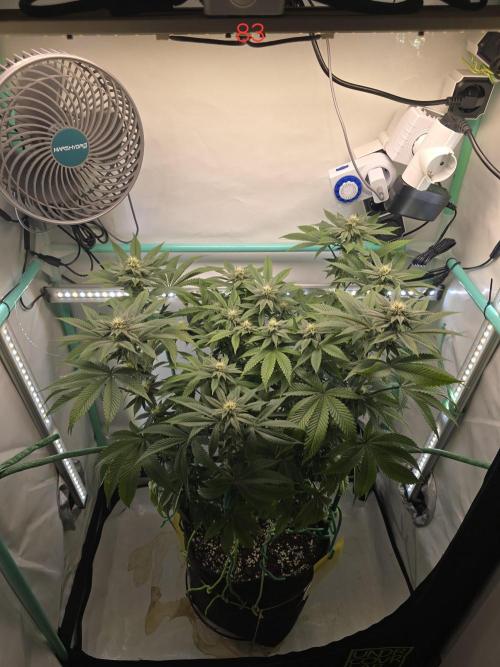 Citrus slurp. Week 12