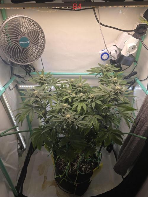 Citrus slurp. Week 13