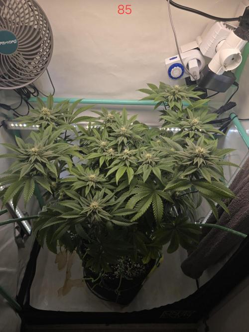 Citrus slurp. Week 13