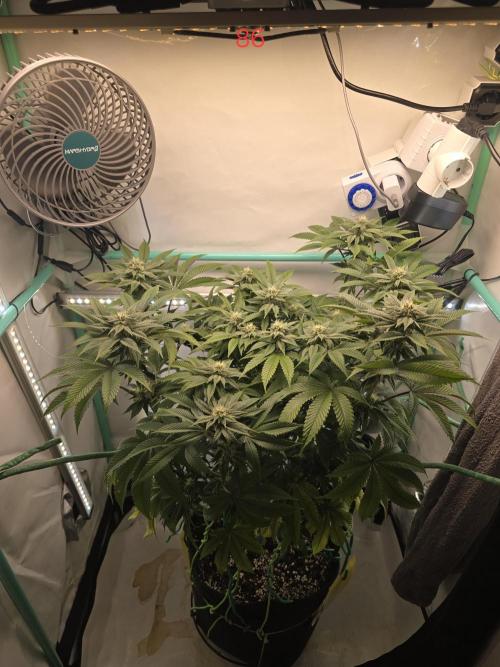 Citrus slurp. Week 13