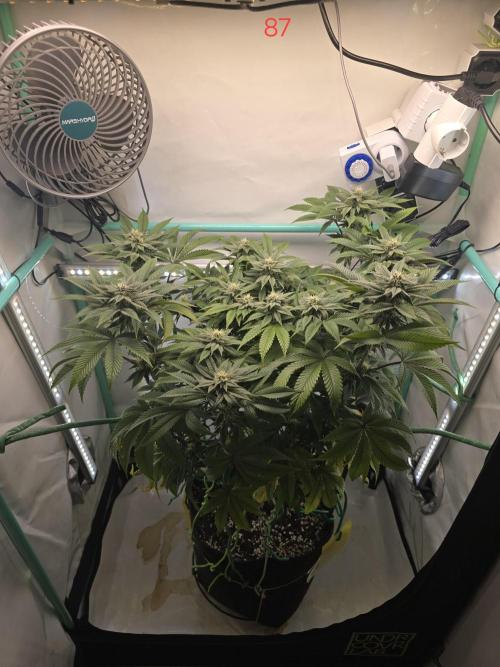 Citrus slurp. Week 13