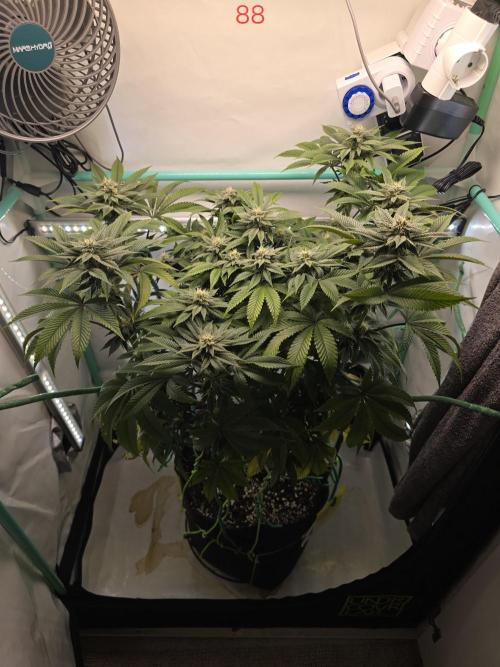 Citrus slurp. Week 13
