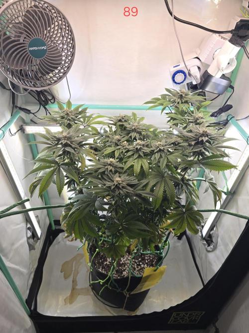 Citrus slurp. Week 13