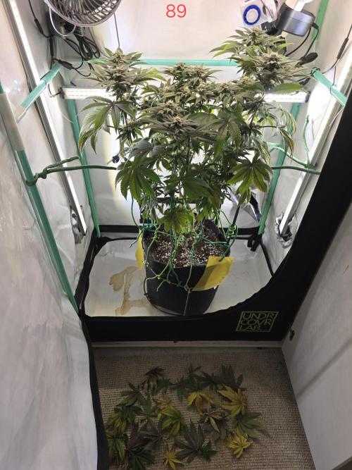 Citrus slurp. Week 13