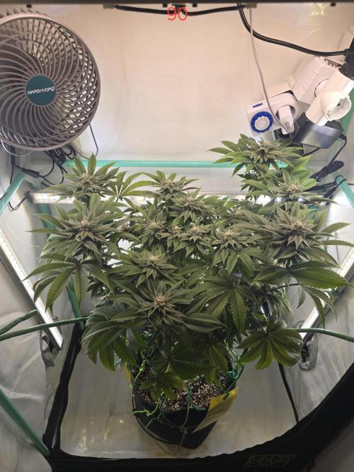 Citrus slurp. Week 13