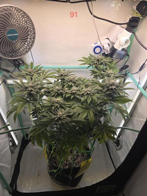 Citrus slurp. Week 13