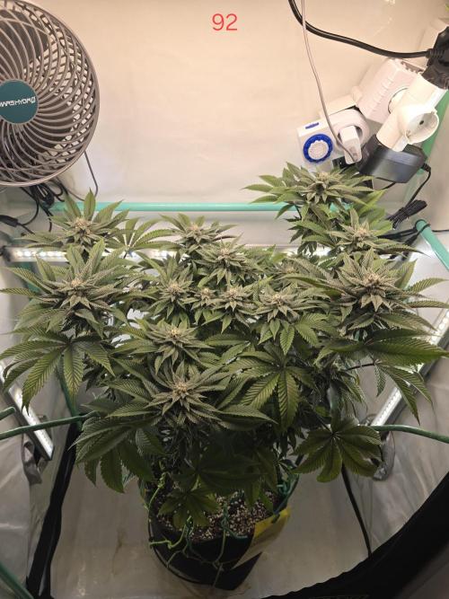 Citrus slurp. Week 14
