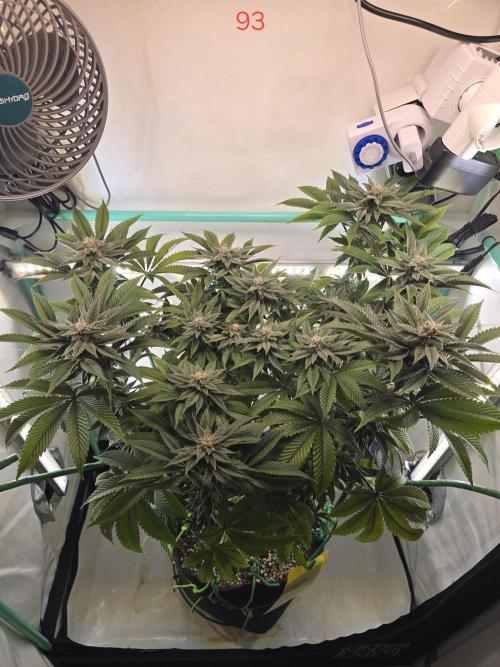 Citrus slurp. Week 14