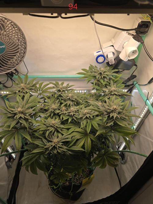 Citrus slurp. Week 14