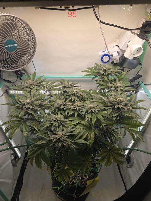 Citrus slurp. Week 14