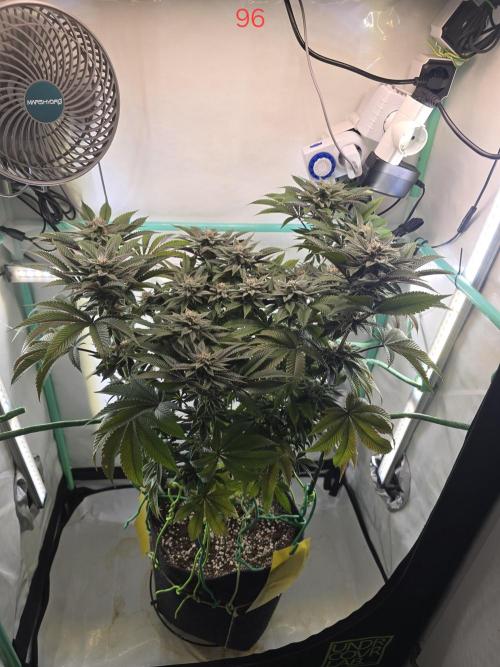 Citrus slurp. Week 14