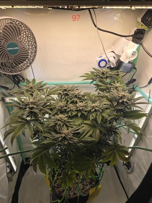Citrus slurp. Week 14