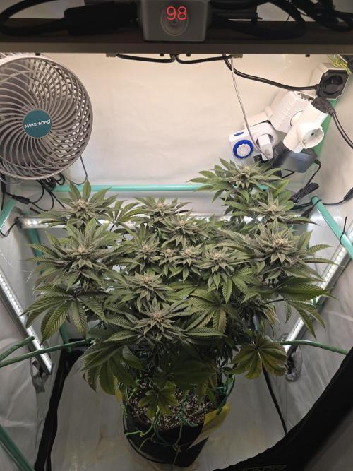 Citrus slurp. Week 14