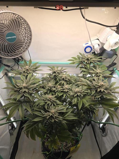 Citrus slurp. Week 14