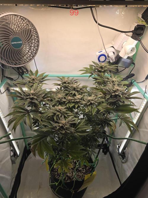 Citrus slurp. Week 15