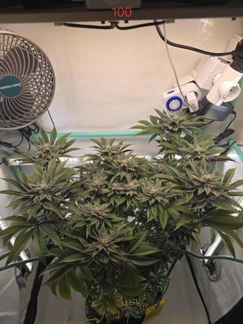 Citrus slurp. Week 15