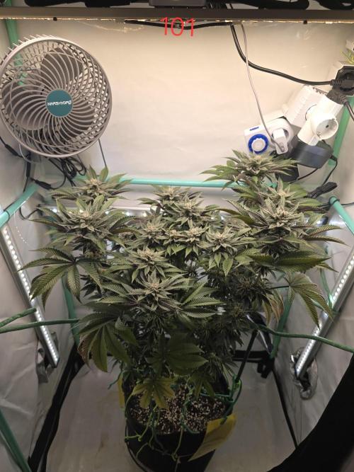 Citrus slurp. Week 15