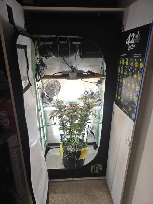 Citrus slurp. Week 15
