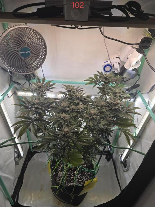 Citrus slurp. Week 15