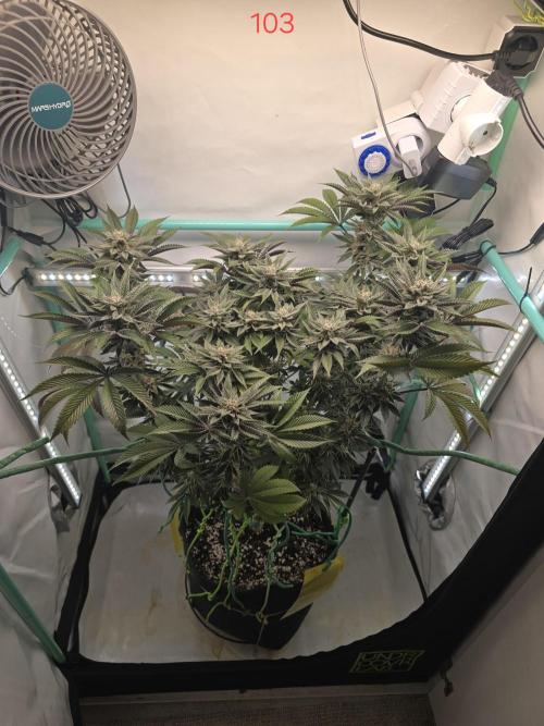 Citrus slurp. Week 15