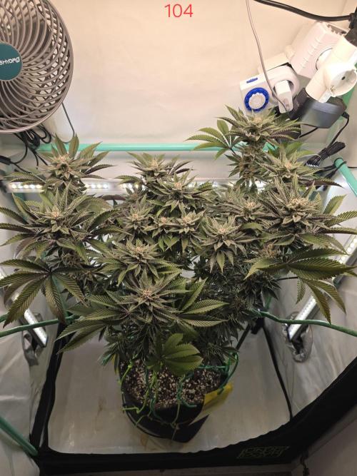 Citrus slurp. Week 15