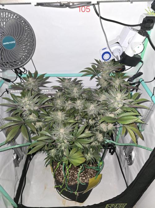 Citrus slurp. Week 15