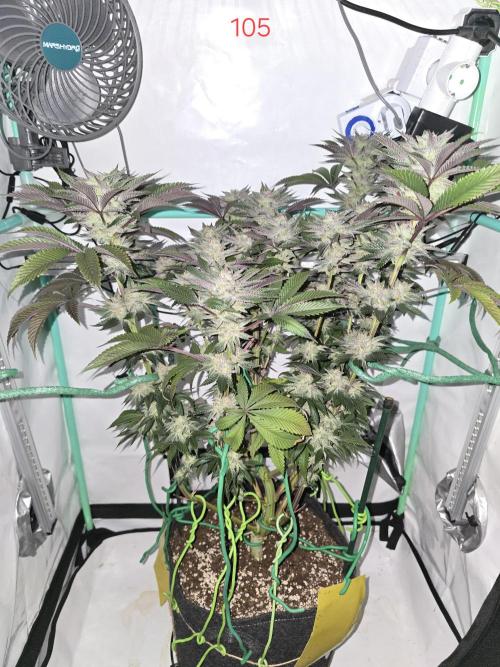 Citrus slurp. Week 15