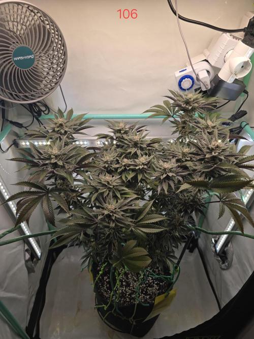 Citrus slurp. Week 16