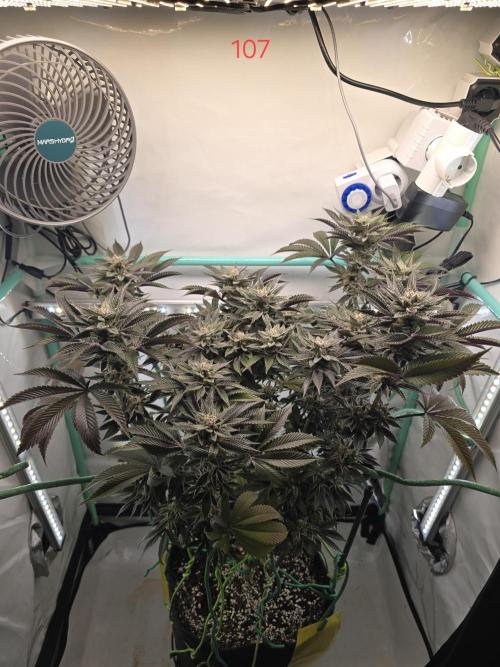 Citrus slurp. Week 16
