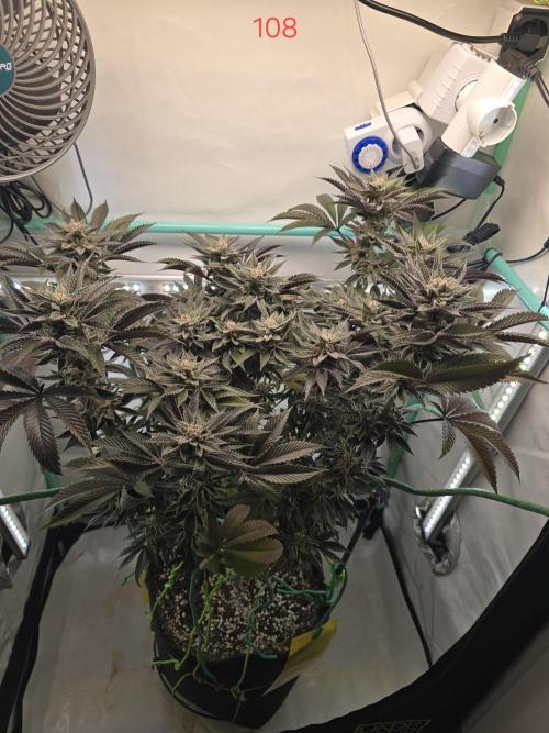 Citrus slurp. Week 16