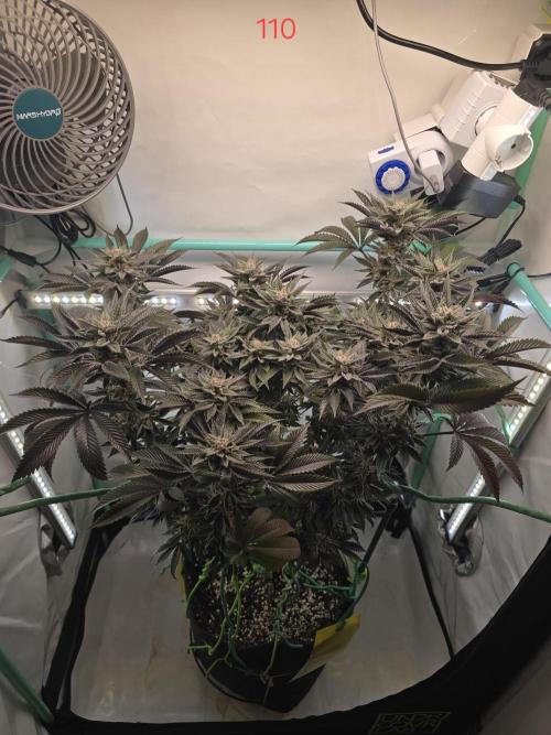 Citrus slurp. Week 16