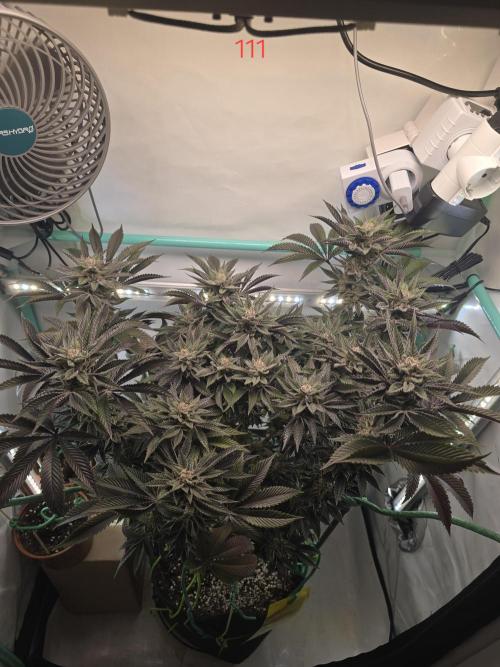 Citrus slurp. Week 16