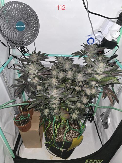 Citrus slurp. Week 16