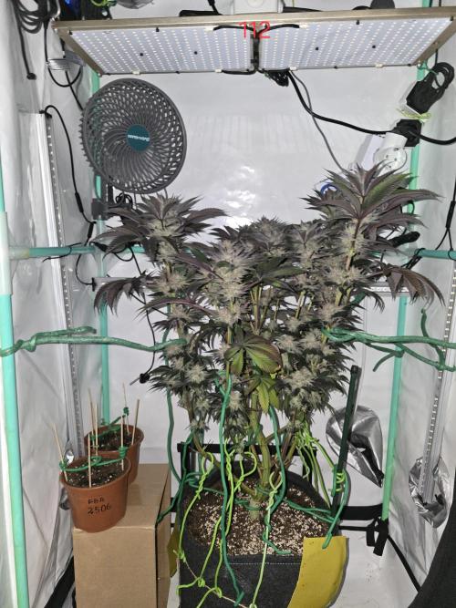 Citrus slurp. Week 16