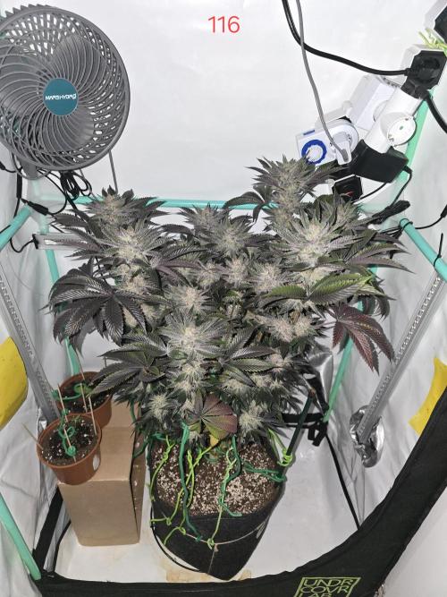 Citrus slurp. Week 17