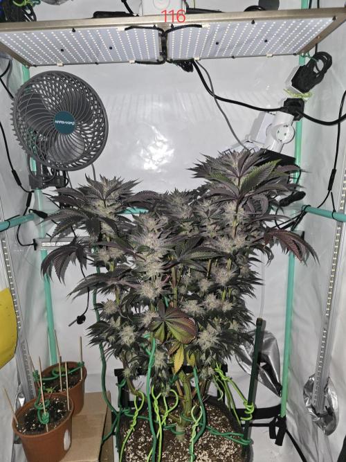 Citrus slurp. Week 17