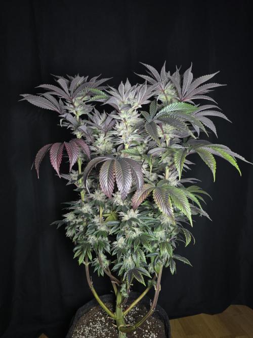 Citrus slurp. Week 17