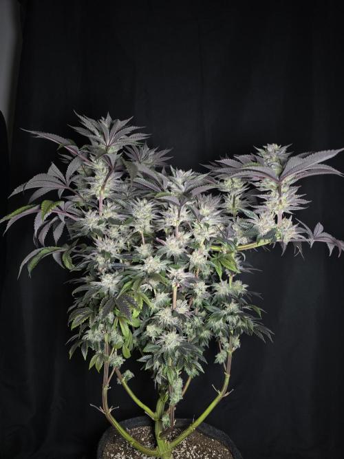 Citrus slurp. Week 17